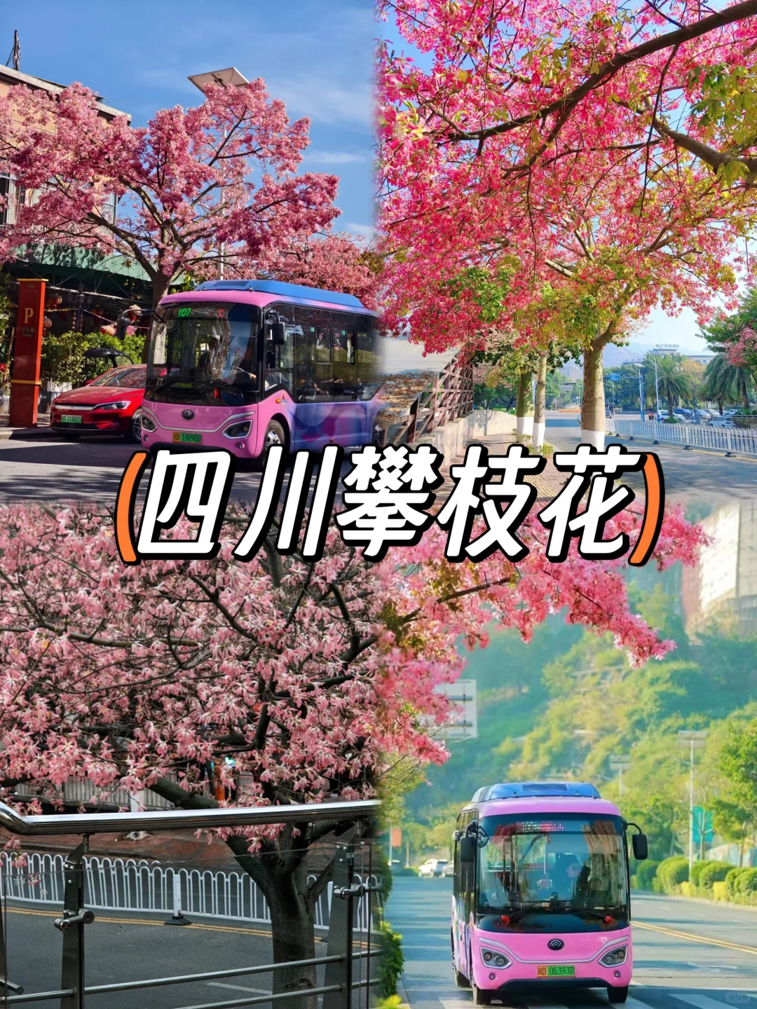 春节反向过冬🌞平均20°的宝藏旅游地推荐