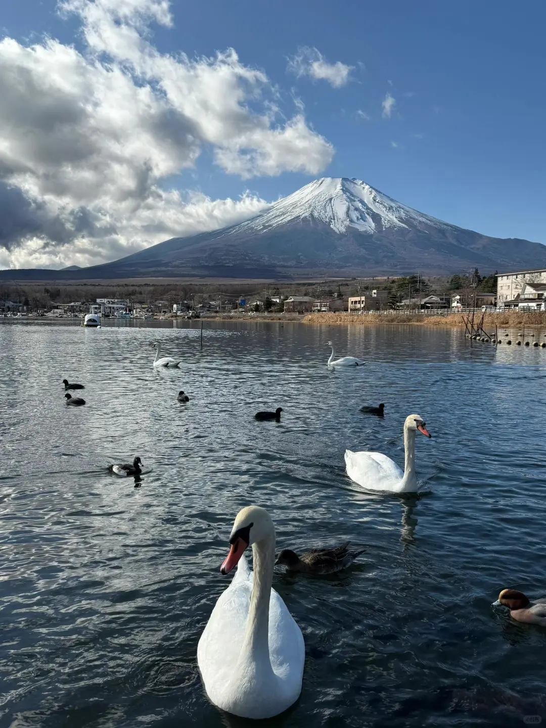 1.20日本旅游真实现状，别再听xhs乱说了…