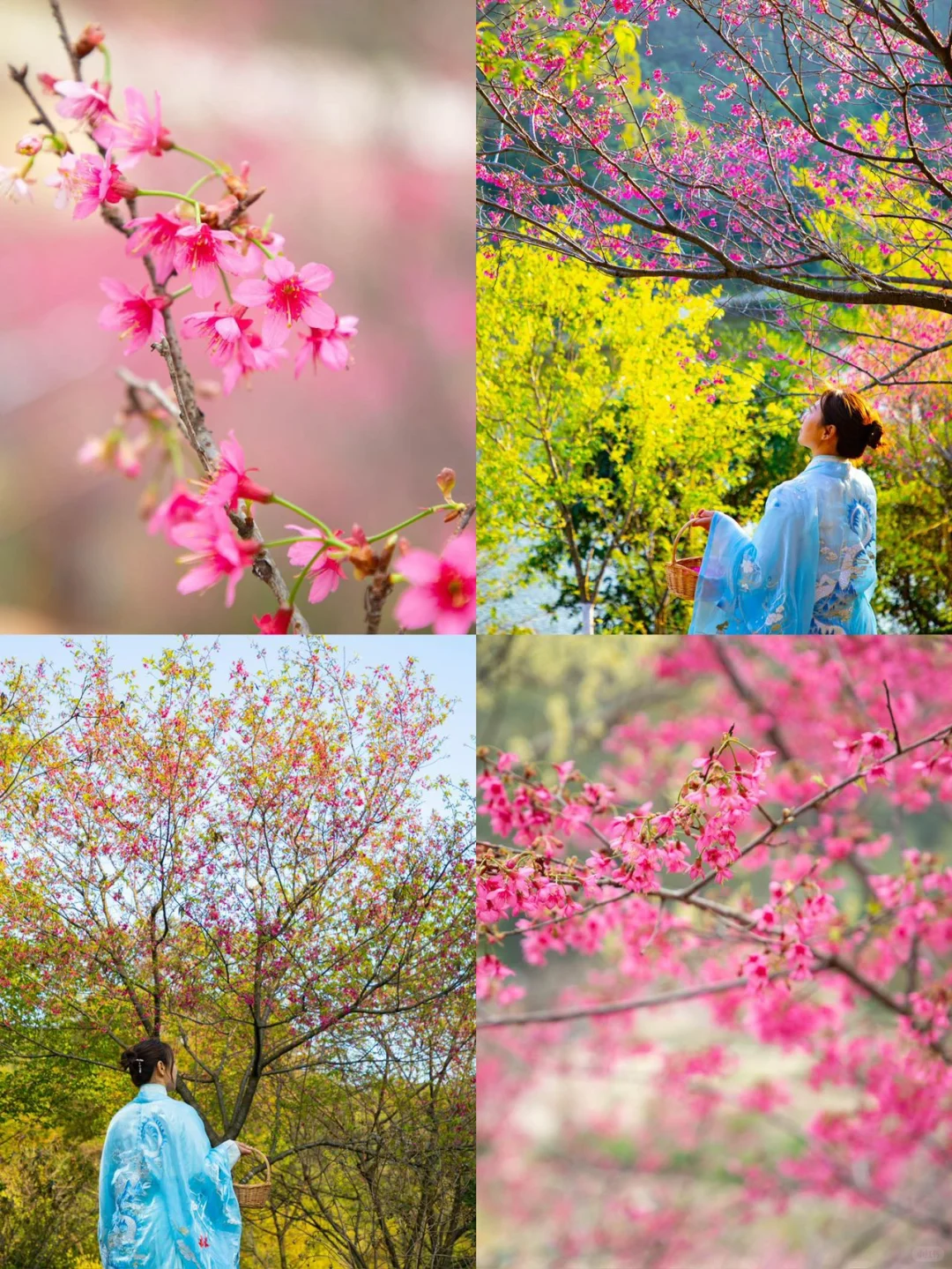 东莞1.5h🚗广州新春绝美赏樱路线分享🌸