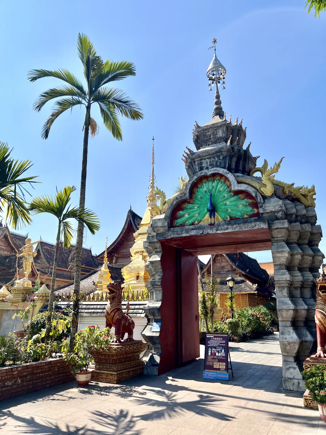 西双版纳🌴一定还会再去的宝藏暖冬小城‼️