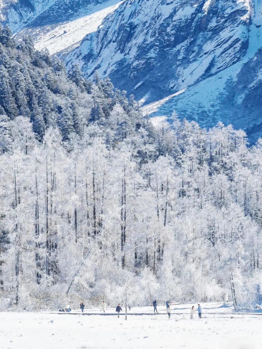 1.10📍毕棚沟豪赌成功！简直不要太美了！