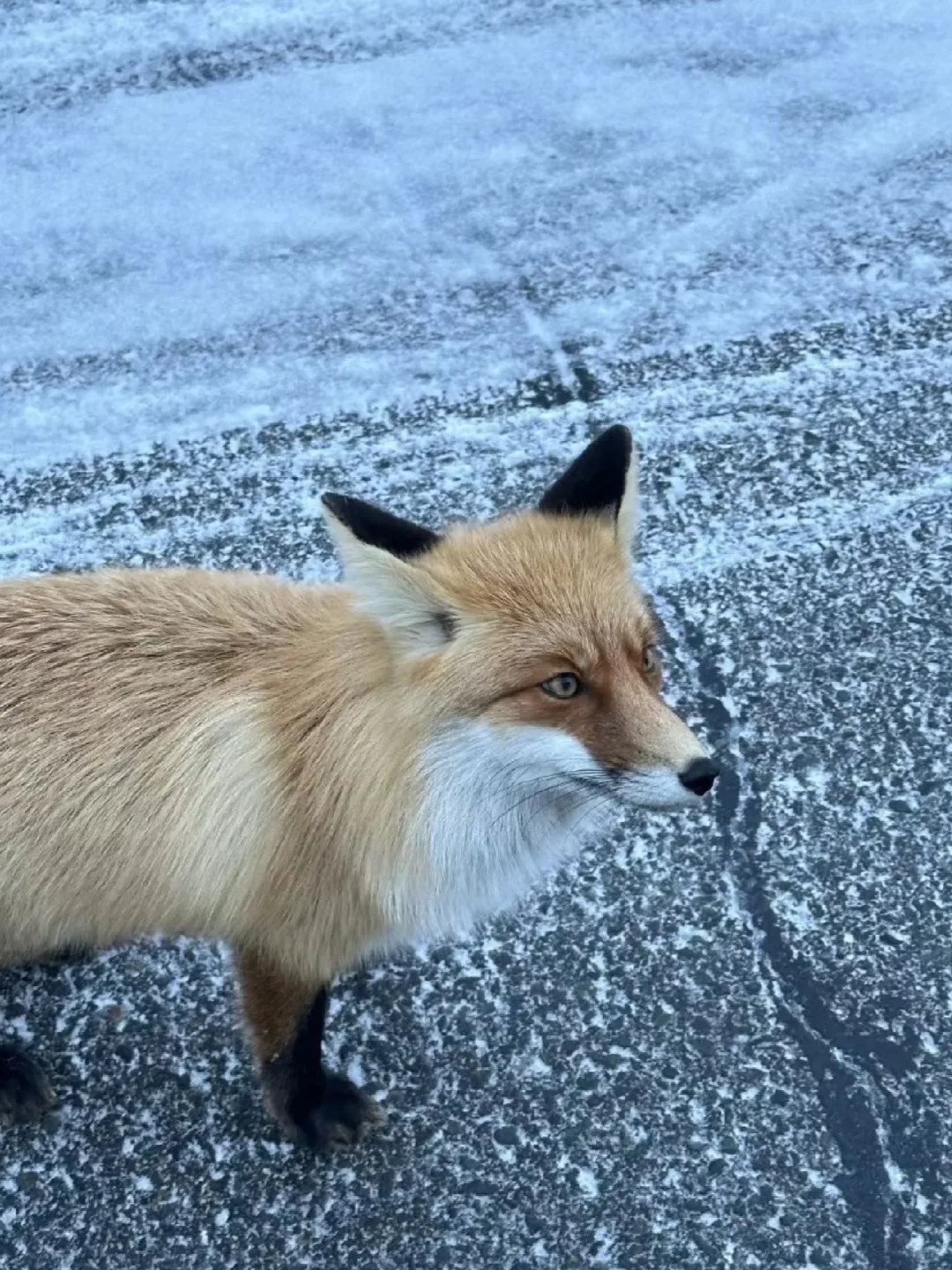 阿勒泰8天7晚-懒人行程攻略