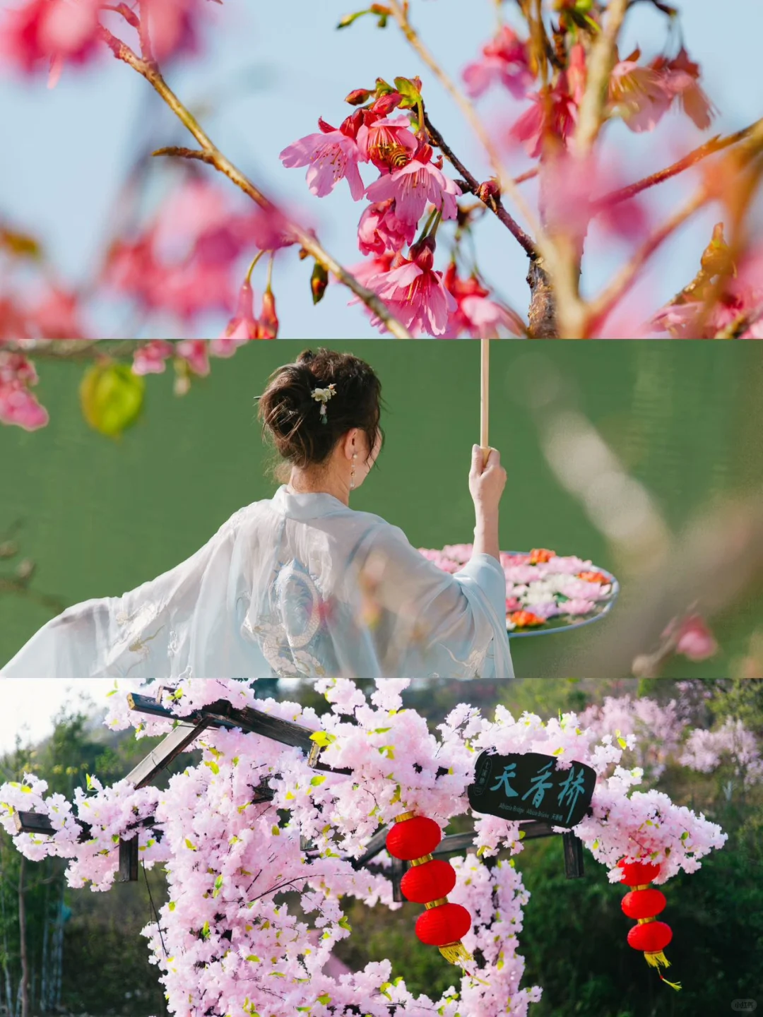 东莞1.5h🚗广州新春绝美赏樱路线分享🌸