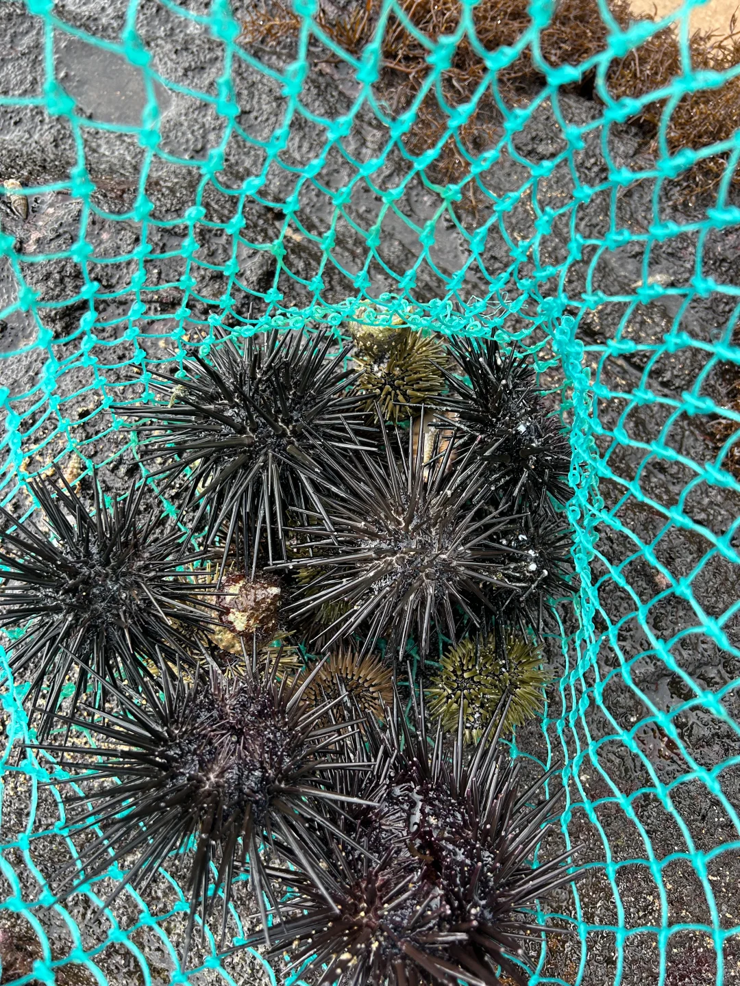 万宁2个赶海圣地🦀本地人都不知道的