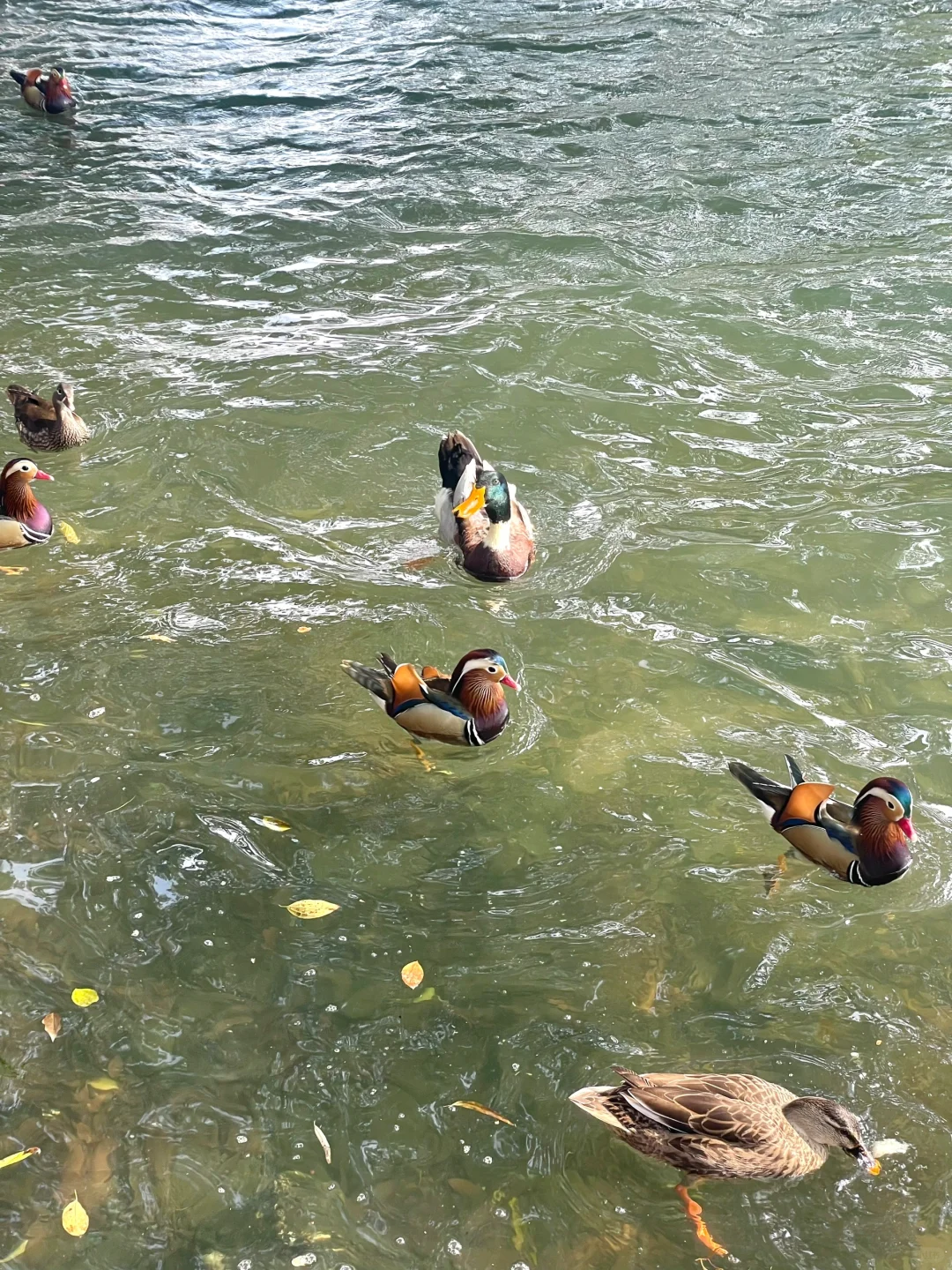 春节杭州旅游现状，说几句大实话❗