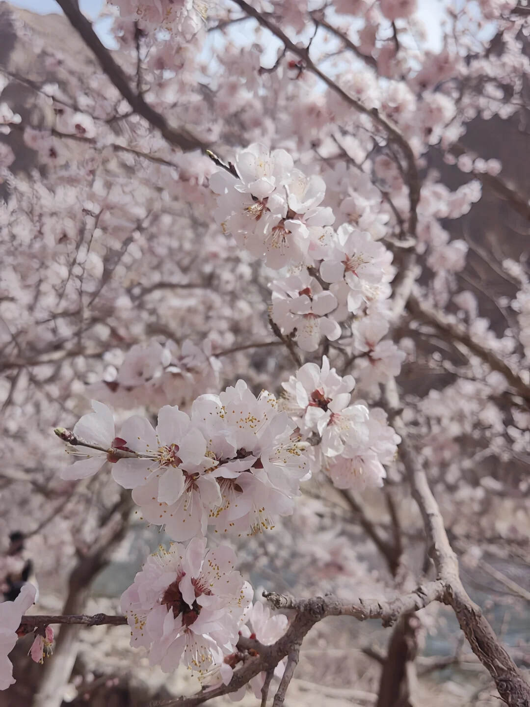 已经开始期待3-4月南疆的杏花啦！