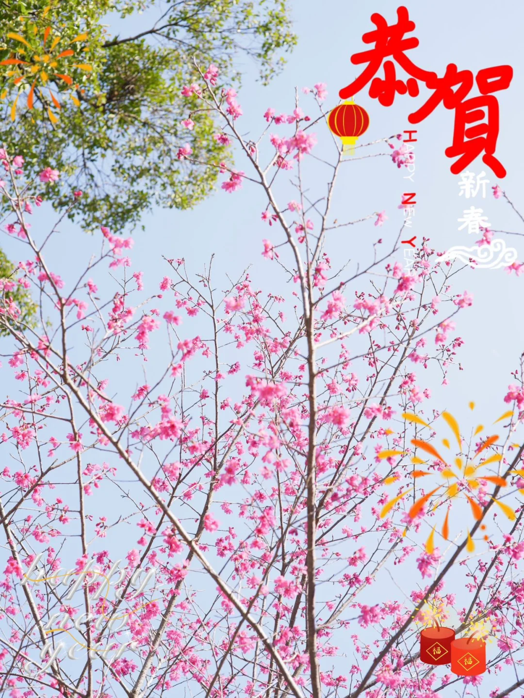 东莞1.5h🚗广州新春绝美赏樱路线分享🌸