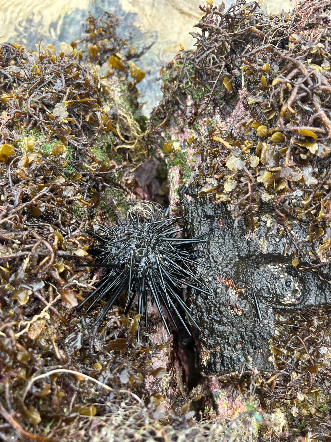 万宁2个赶海圣地🦀本地人都不知道的