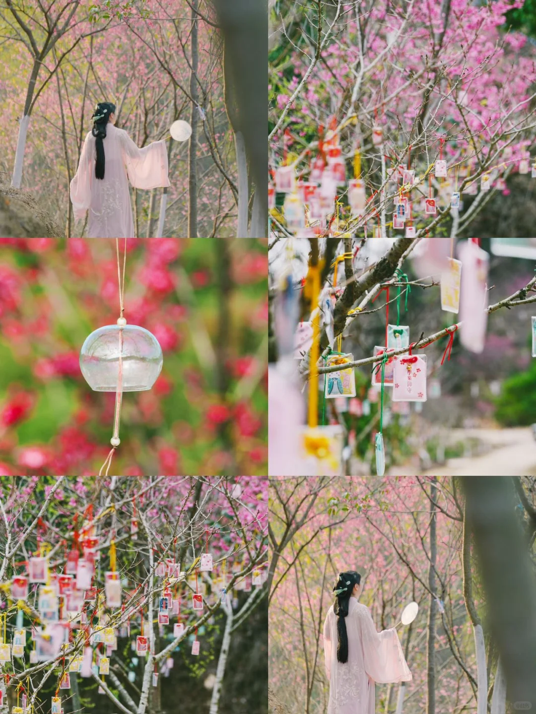 东莞1.5h🚗广州新春绝美赏樱路线分享🌸