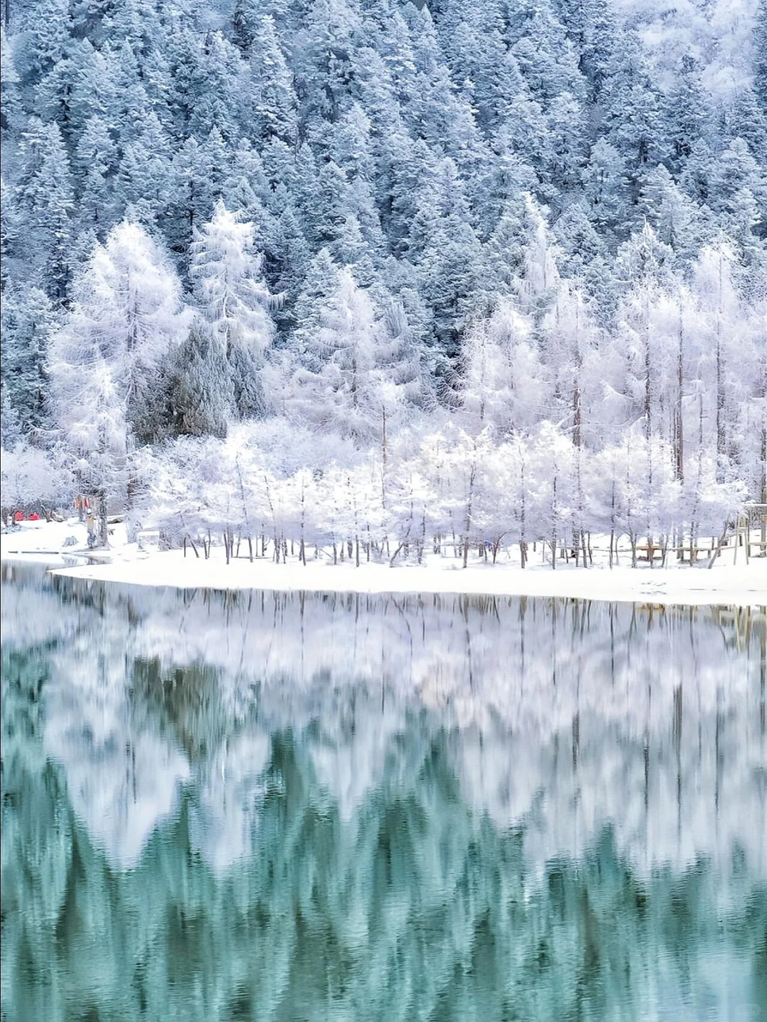 1.10📍毕棚沟豪赌成功！简直不要太美了！