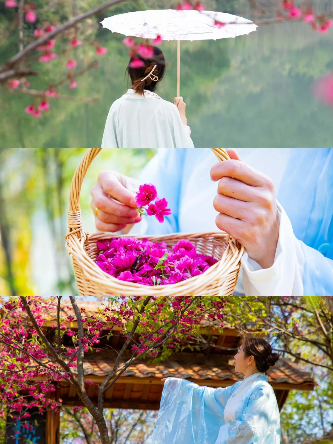 东莞1.5h🚗广州新春绝美赏樱路线分享🌸