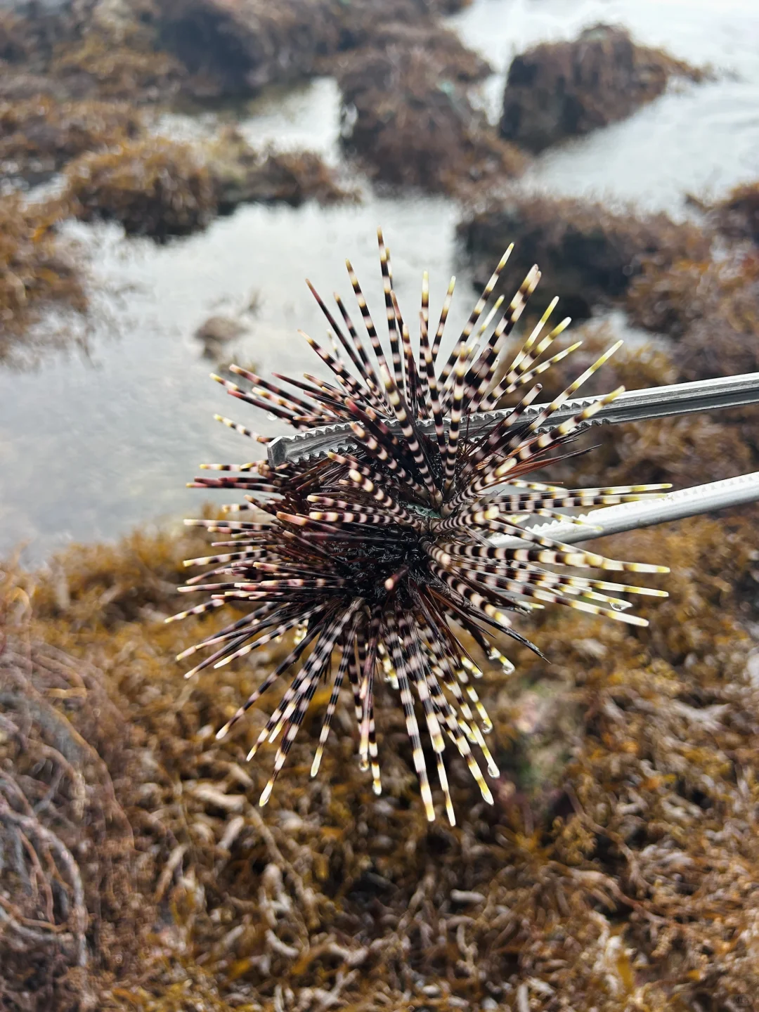 万宁2个赶海圣地🦀本地人都不知道的