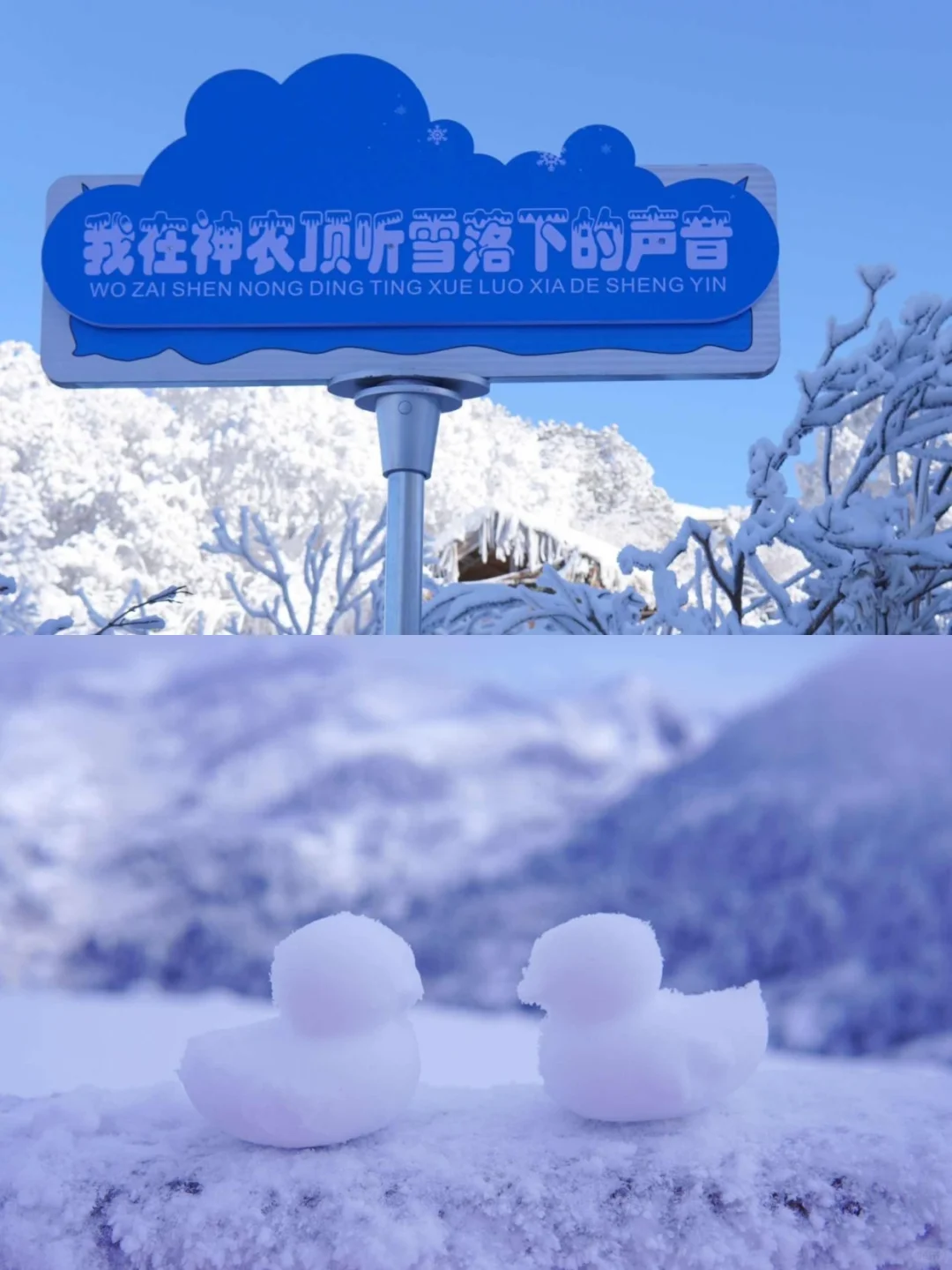 放弃东北了！广东300+直飞的神农架我先冲了