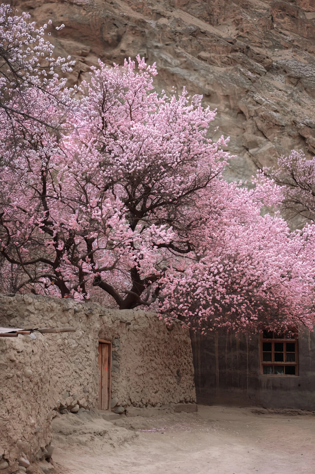 已经开始期待3-4月南疆的杏花啦！