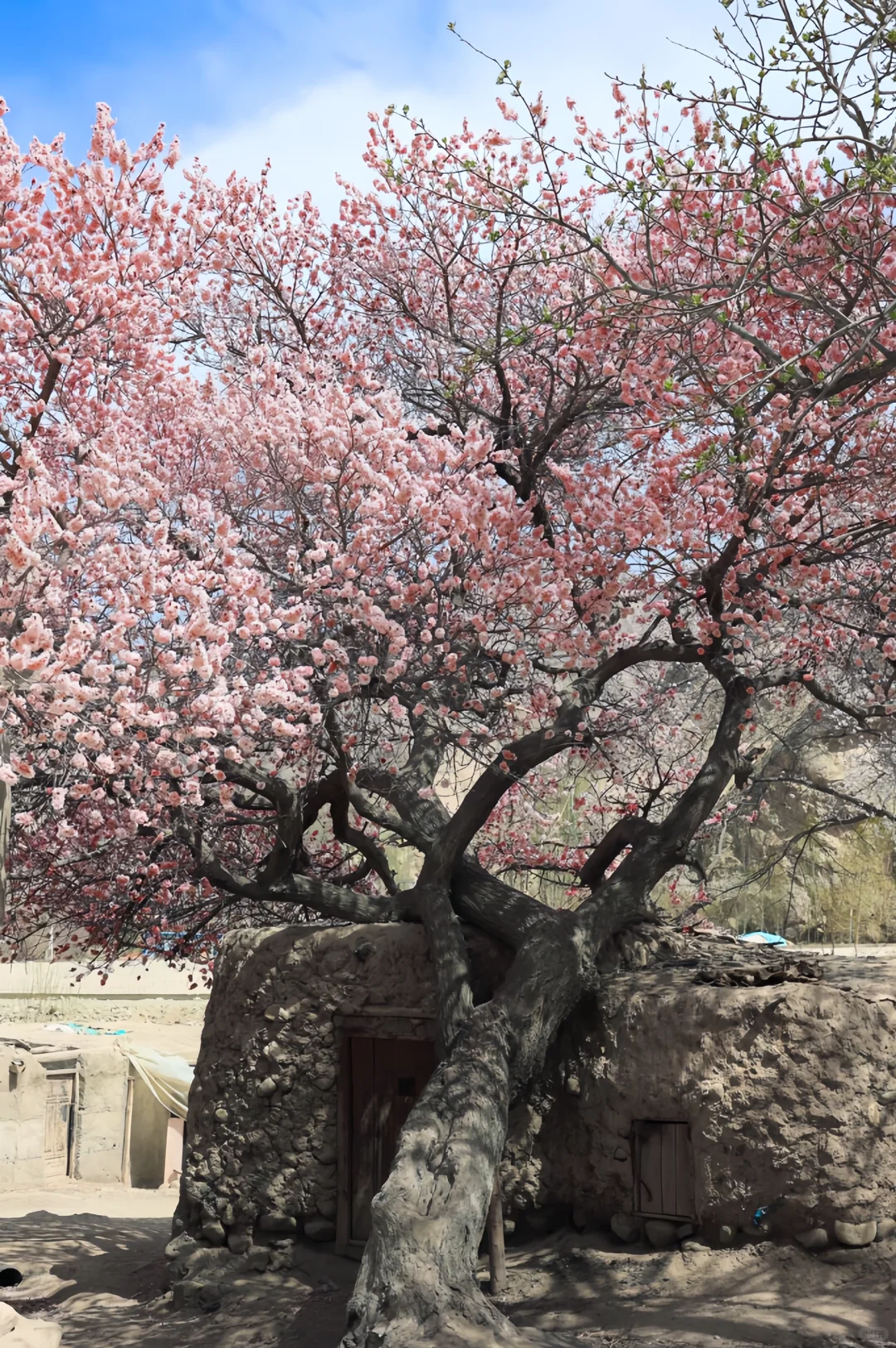 已经开始期待3-4月南疆的杏花啦！