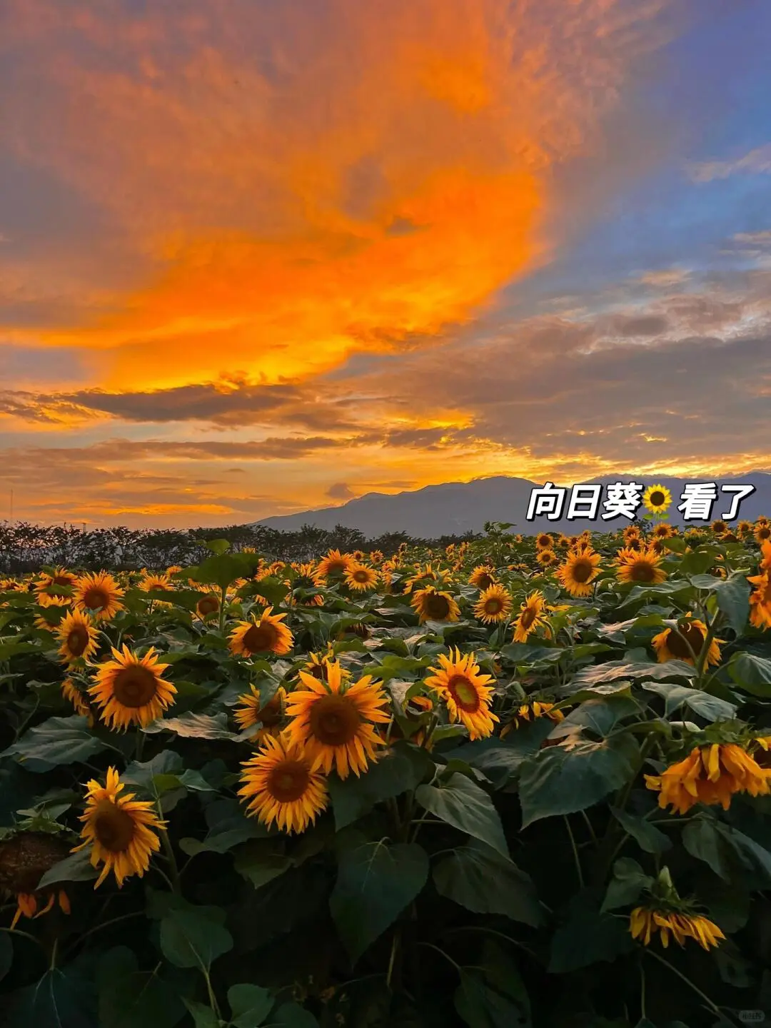 丽江淡季来了😭真的是游客天堂‼️