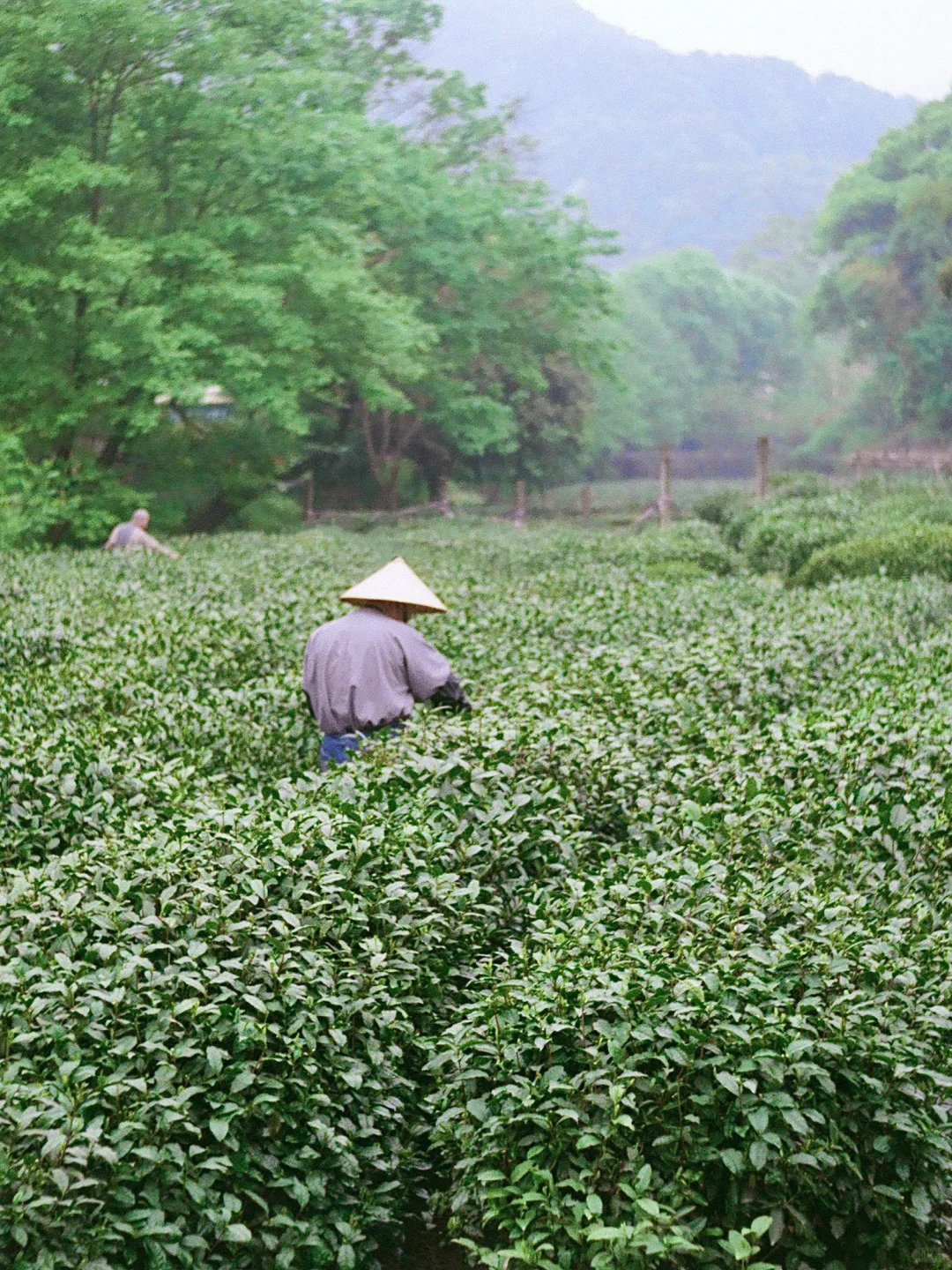 Welcome to Hangzhou-杭州的春夏秋冬