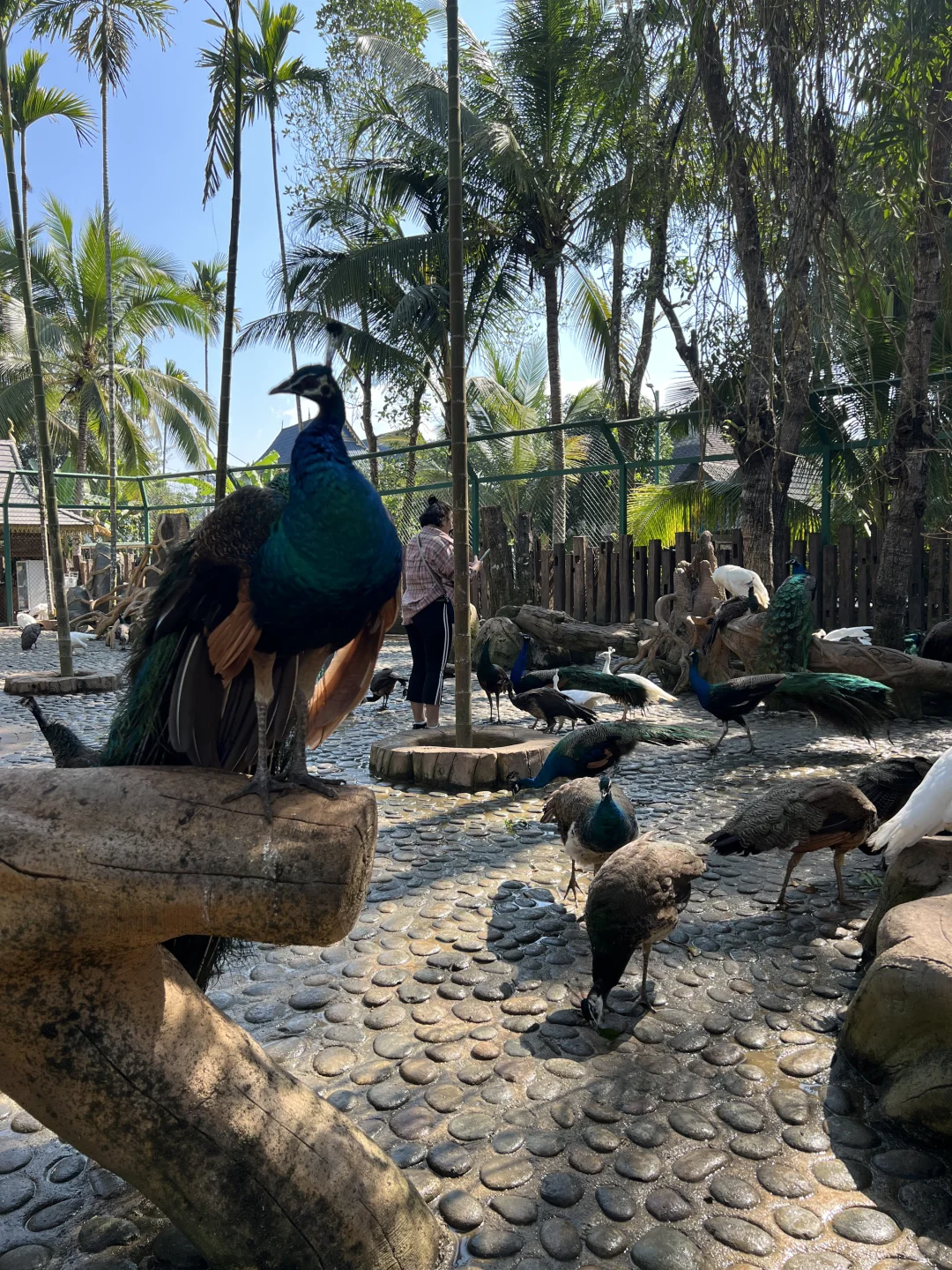 西双版纳🌴一定还会再去的宝藏暖冬小城‼️