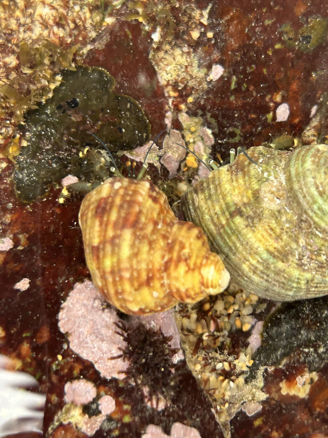 万宁2个赶海圣地🦀本地人都不知道的