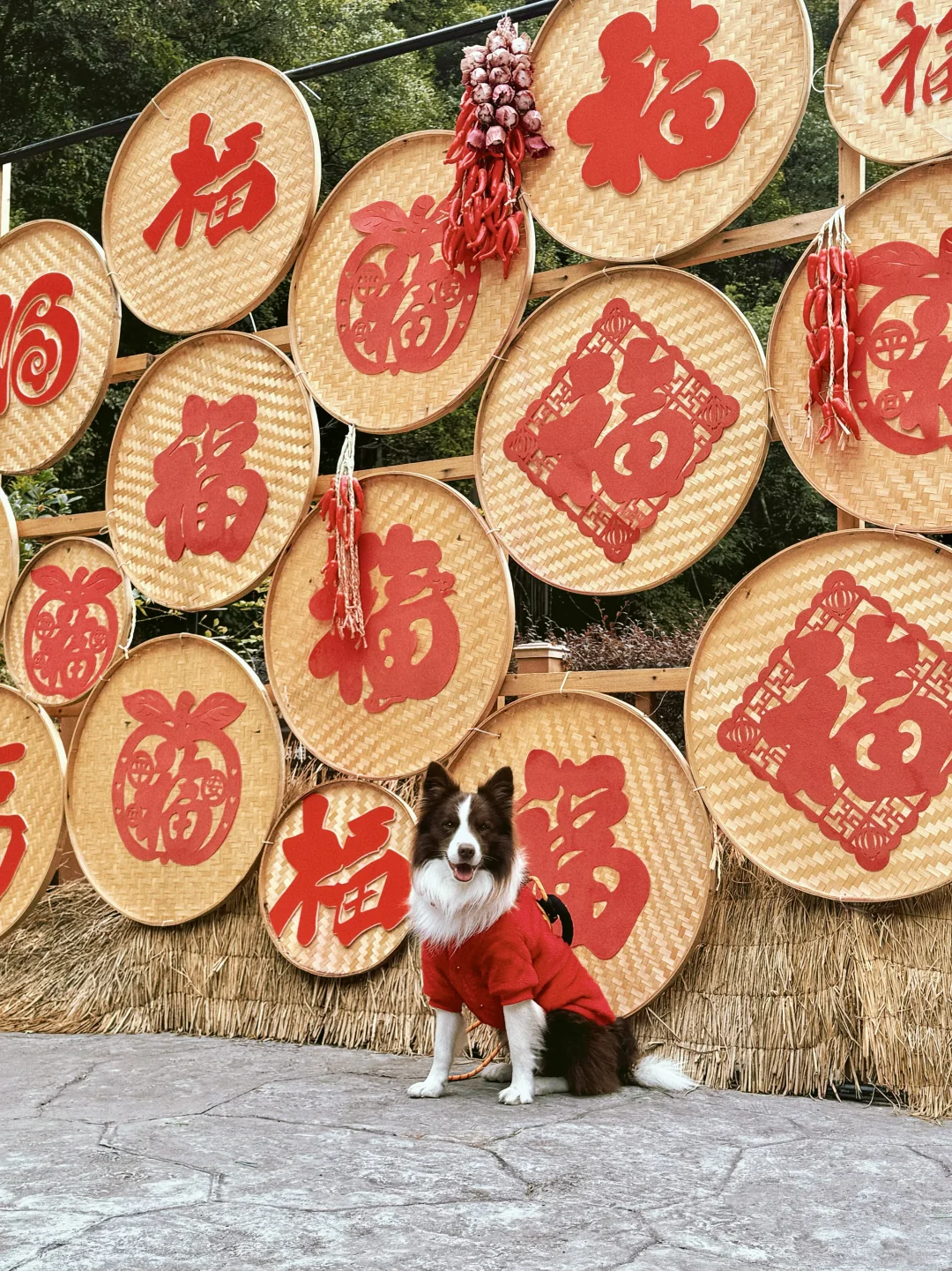 春节淡季 太适合带小狗去云门山旅游啦~