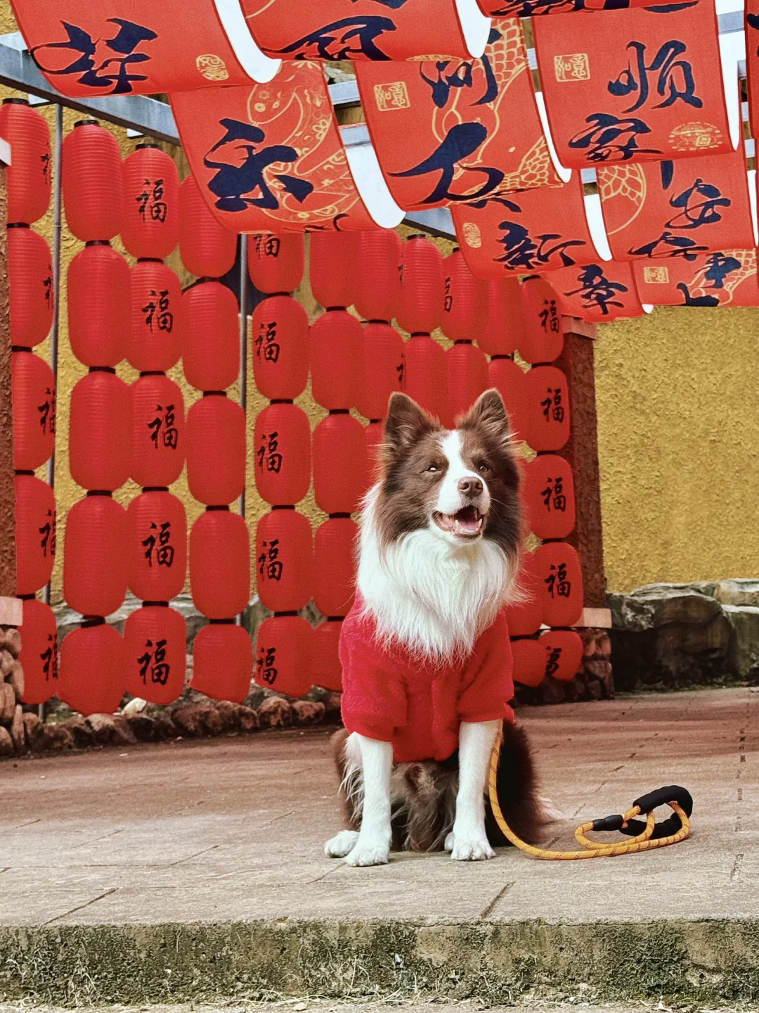 春节淡季 太适合带小狗去云门山旅游啦~