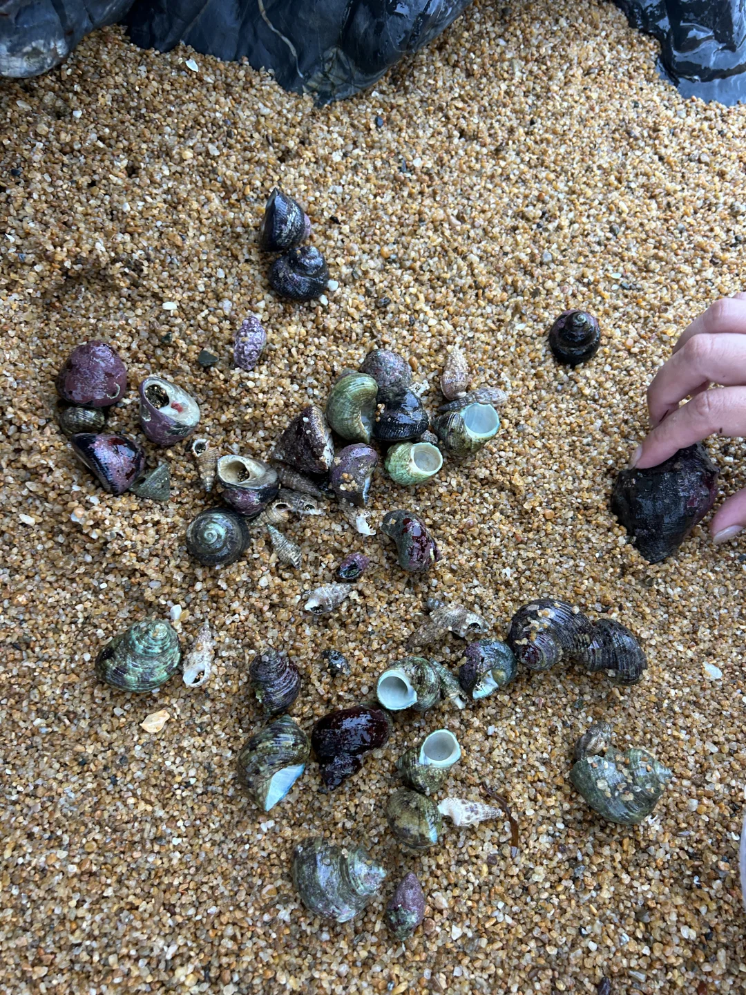 万宁2个赶海圣地🦀本地人都不知道的