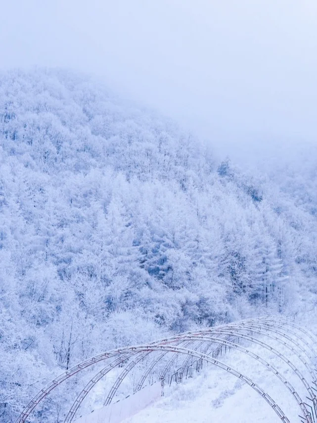 放弃东北了！广东300+直飞的神农架我先冲了