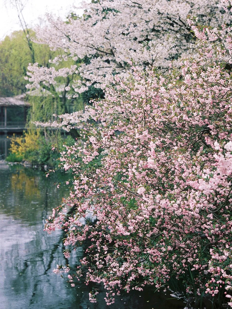 Welcome to Hangzhou-杭州的春夏秋冬