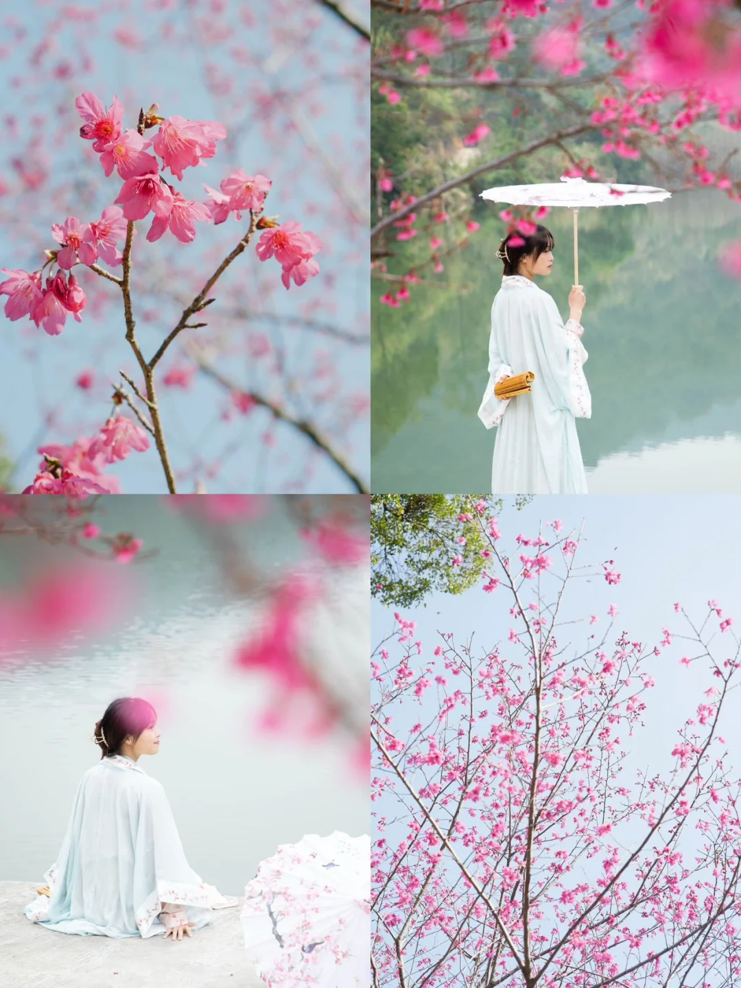 东莞1.5h🚗广州新春绝美赏樱路线分享🌸