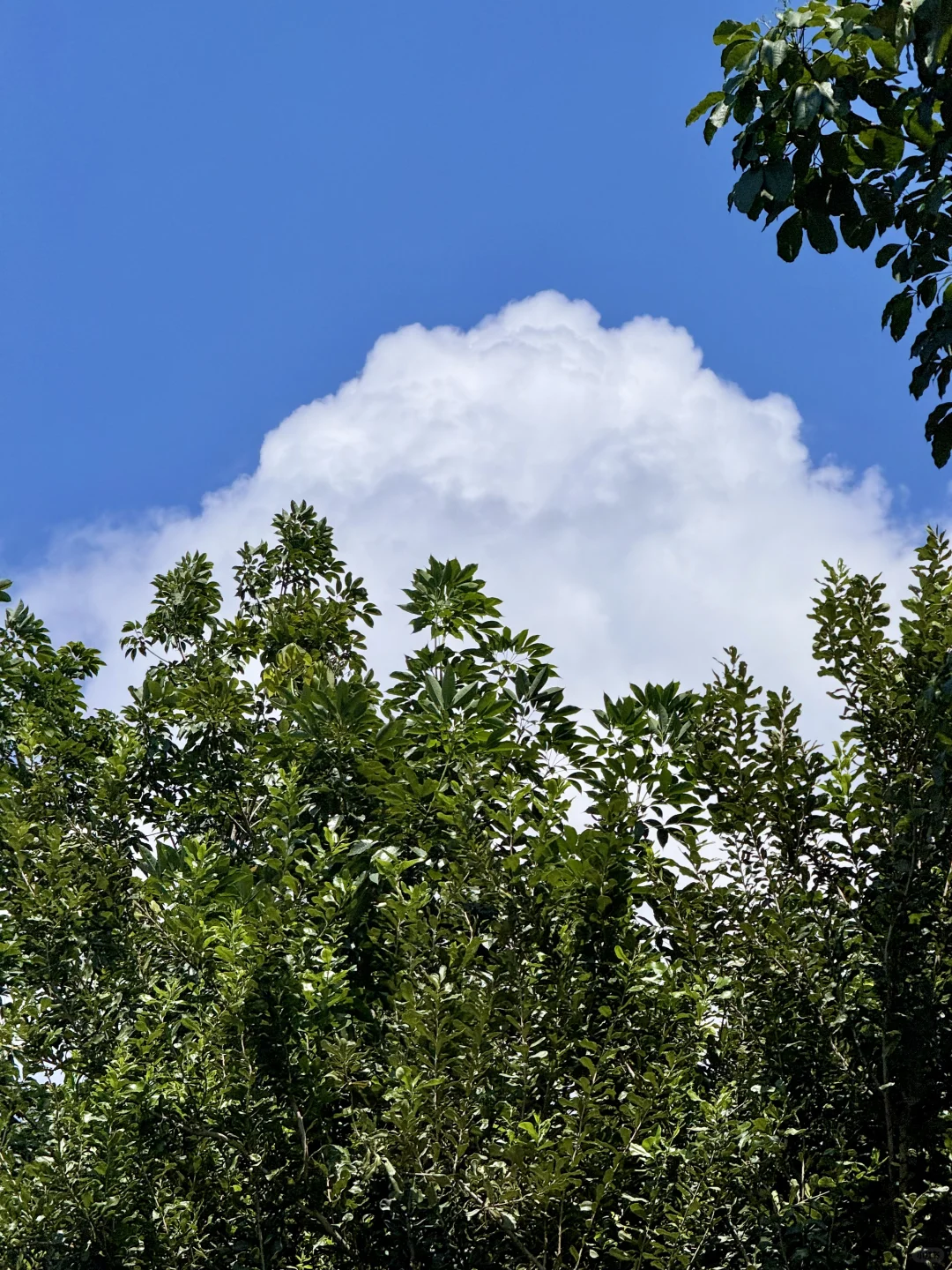 Live图的意义|曼远村就是向往生活的具象化