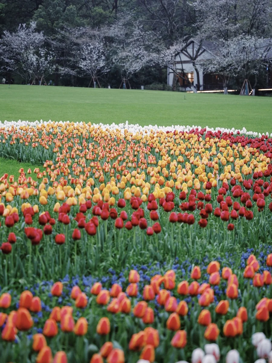 Welcome to Hangzhou-杭州的春夏秋冬