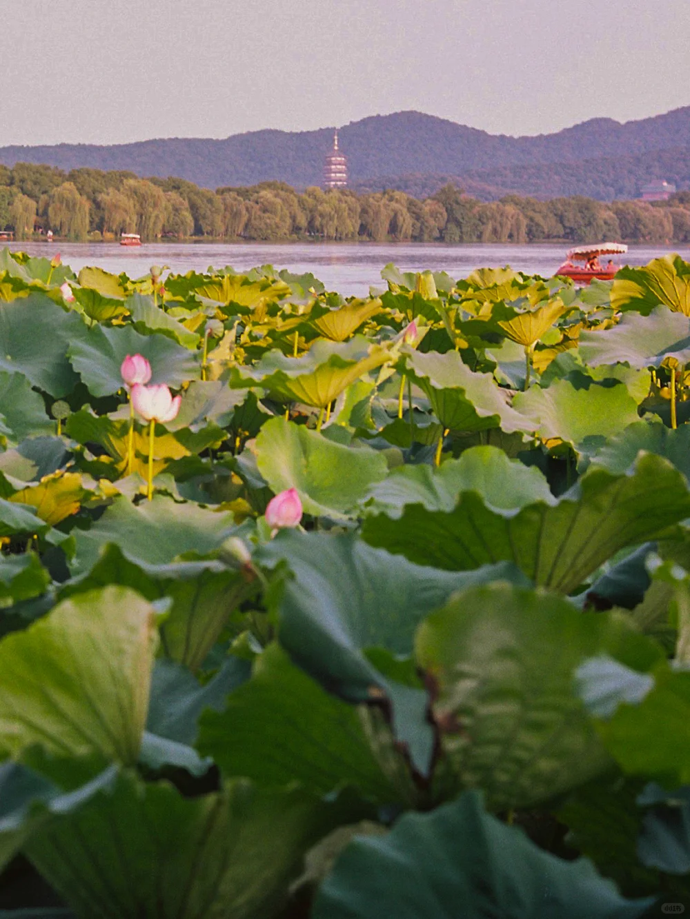 Welcome to Hangzhou-杭州的春夏秋冬
