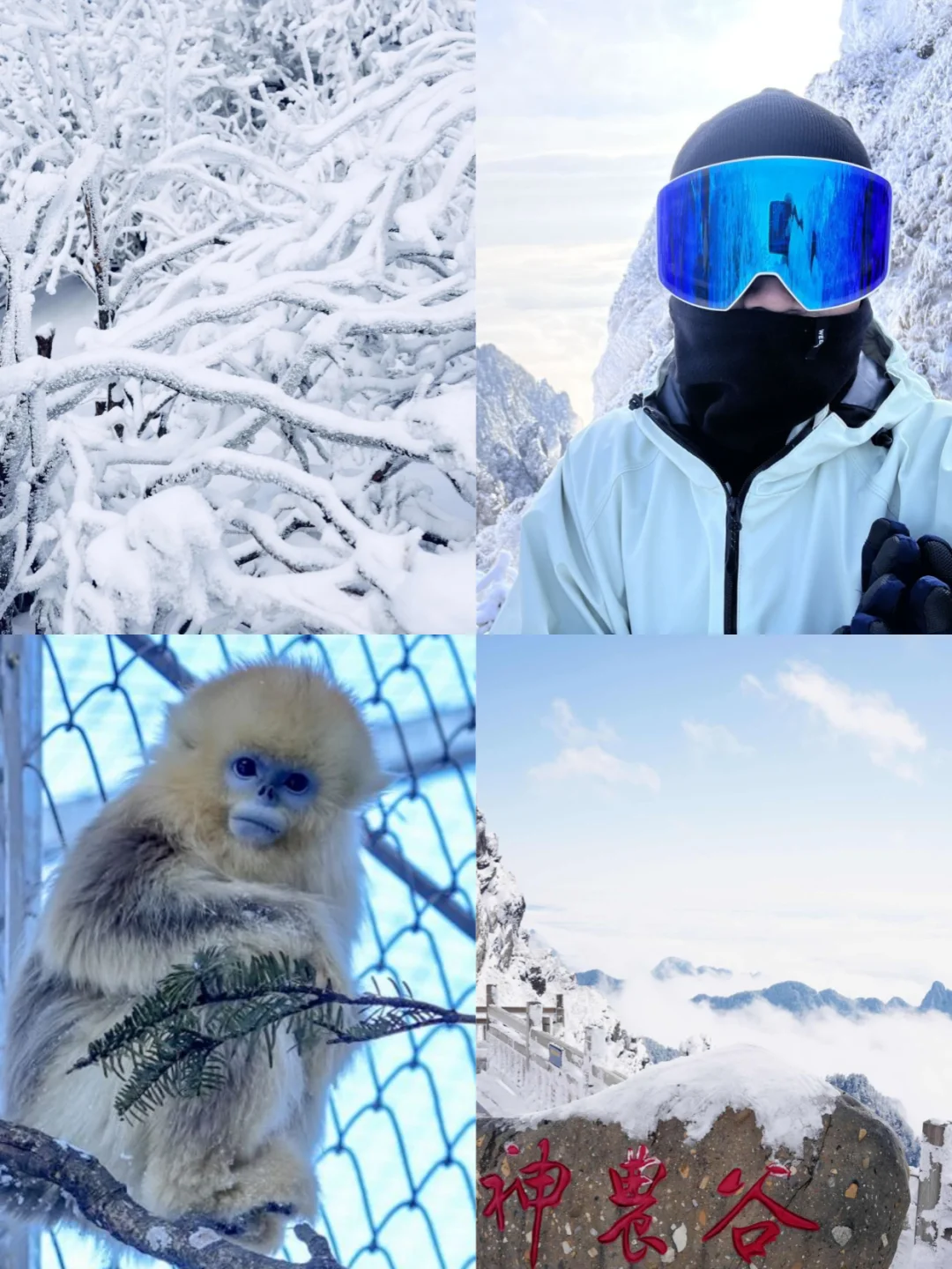 放弃东北了！广东300+直飞的神农架我先冲了