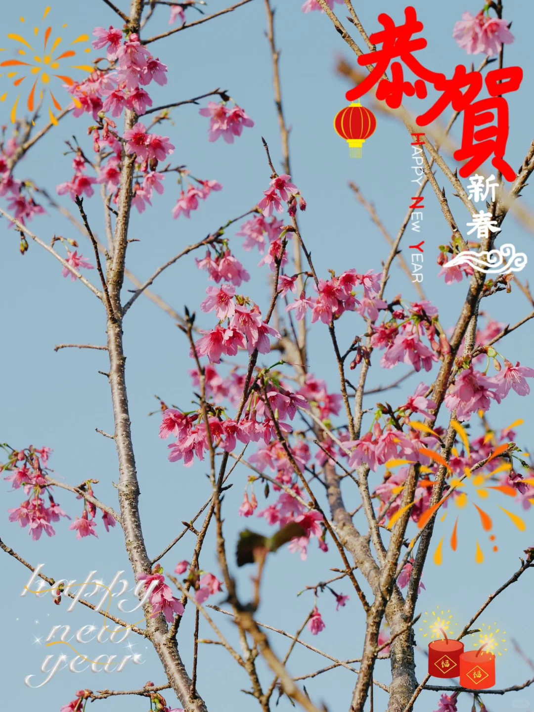 东莞1.5h🚗广州新春绝美赏樱路线分享🌸