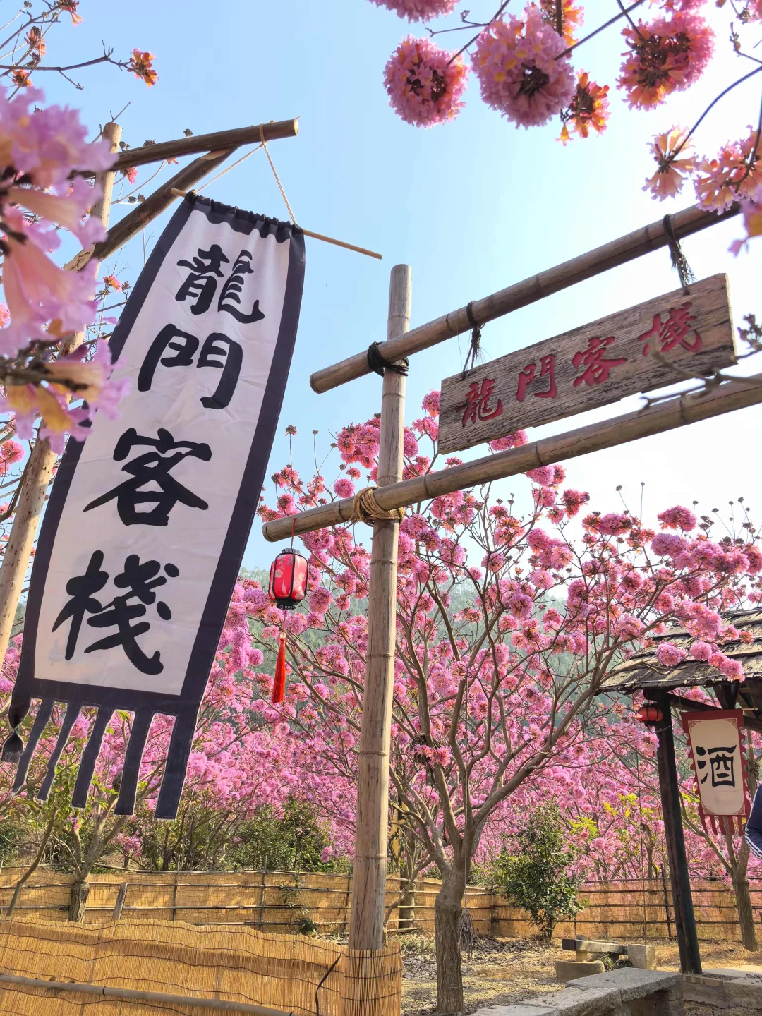 深圳组队！去看动漫里紫花风铃花海❗️绝美