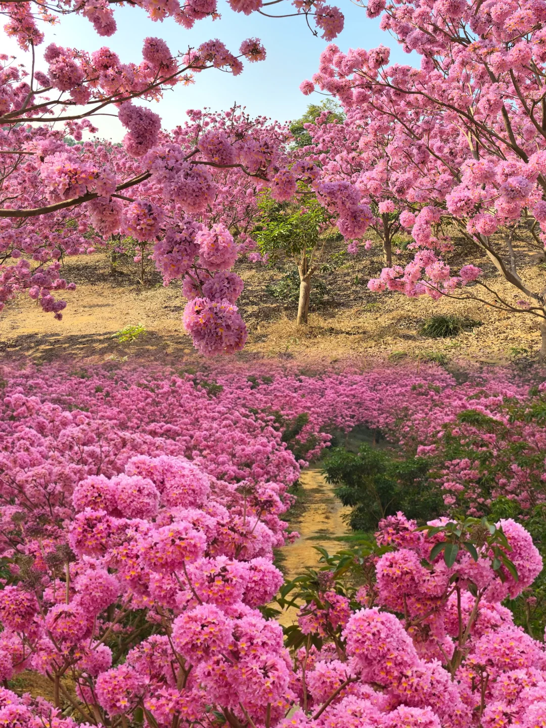 深圳组队！去看动漫里紫花风铃花海❗️绝美
