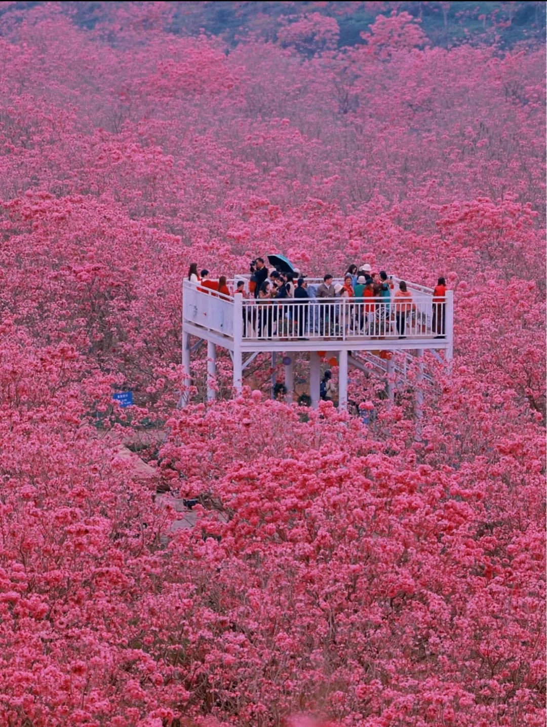 深圳组队！去看动漫里紫花风铃花海❗️绝美