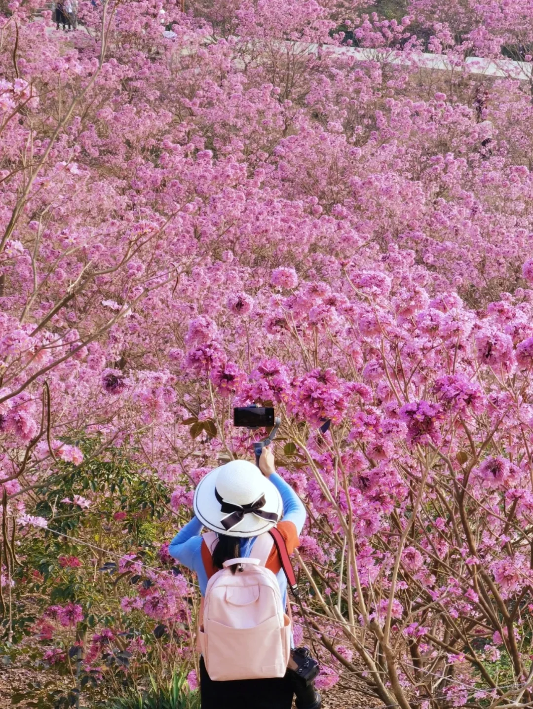 深圳组队！去看动漫里紫花风铃花海❗️绝美