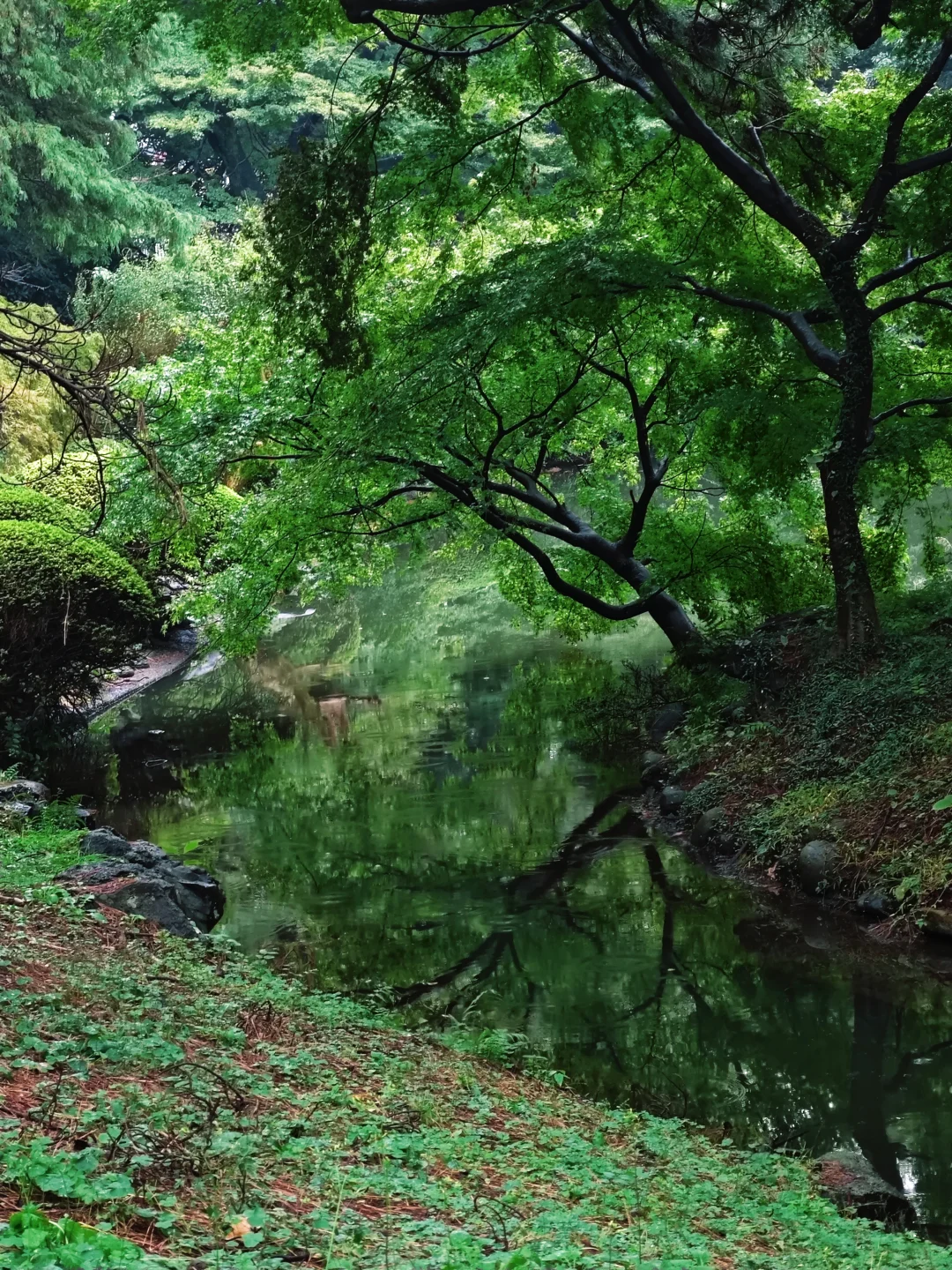花小💰装大杯，5天4夜玩遍东京🗼