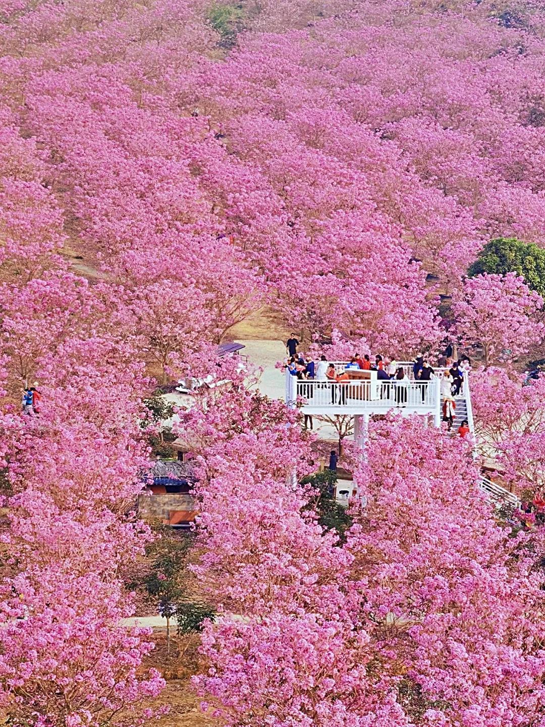 深圳组队！去看动漫里紫花风铃花海❗️绝美