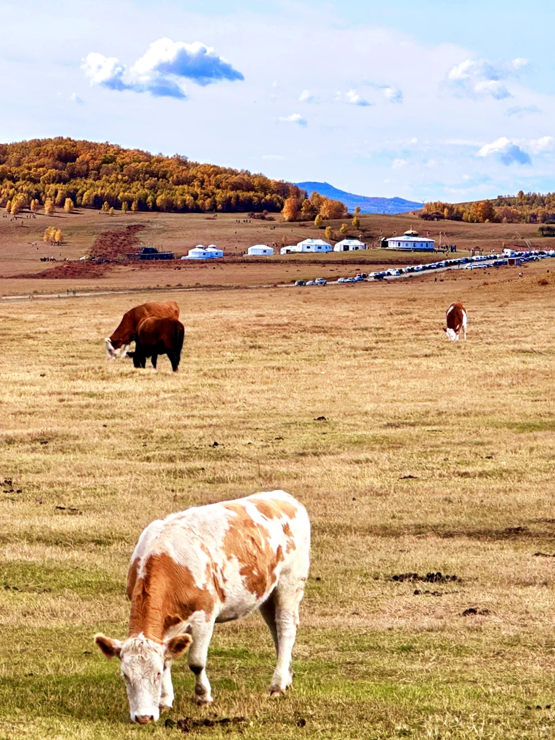 国庆3天2晚乌兰布统-史诗级的秋天🍁纯玩