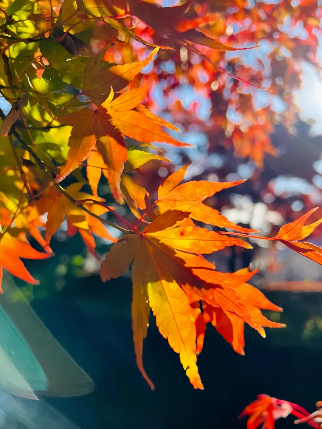 花小💰装大杯，5天4夜玩遍东京🗼