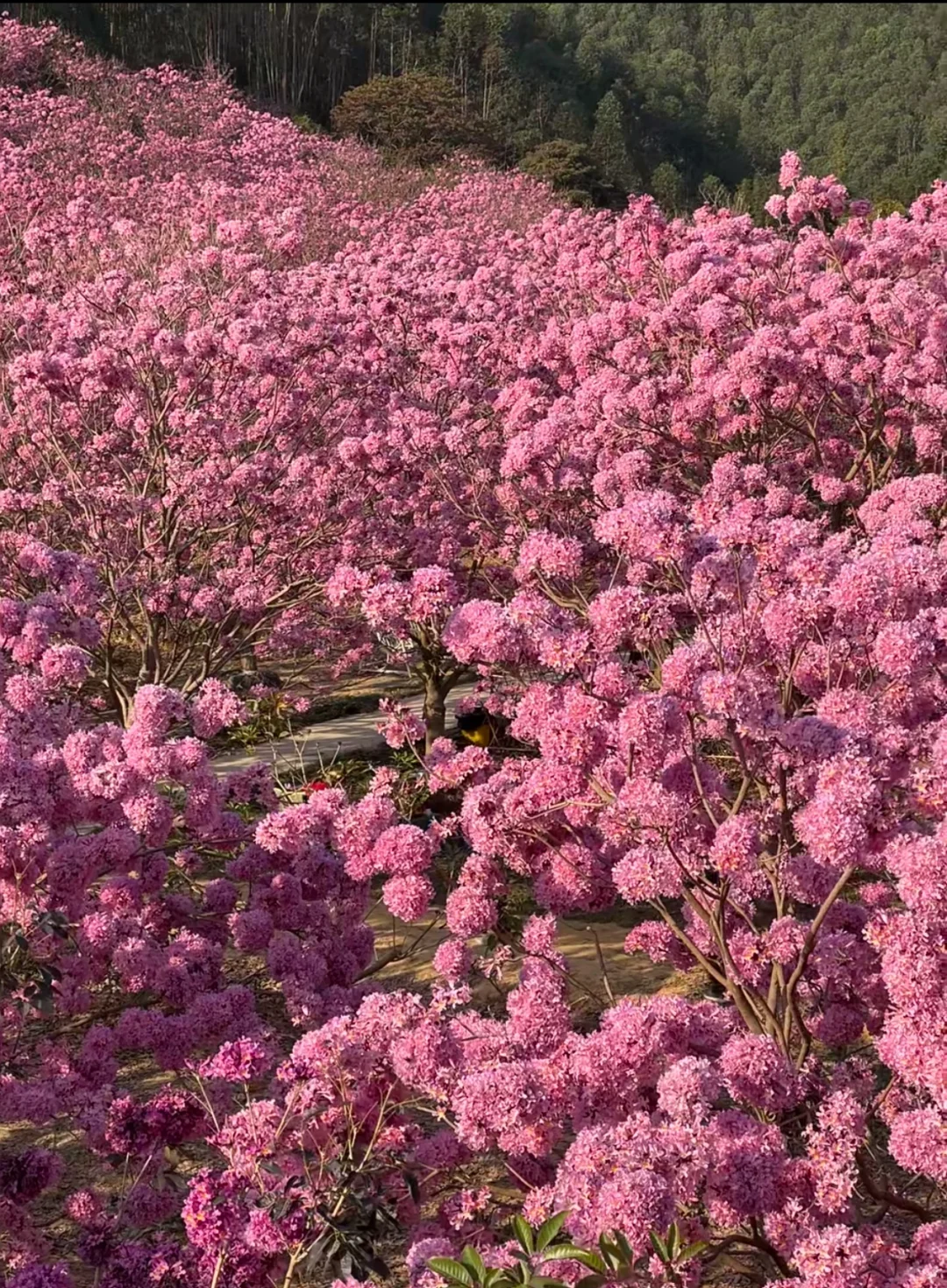深圳组队！去看动漫里紫花风铃花海❗️绝美