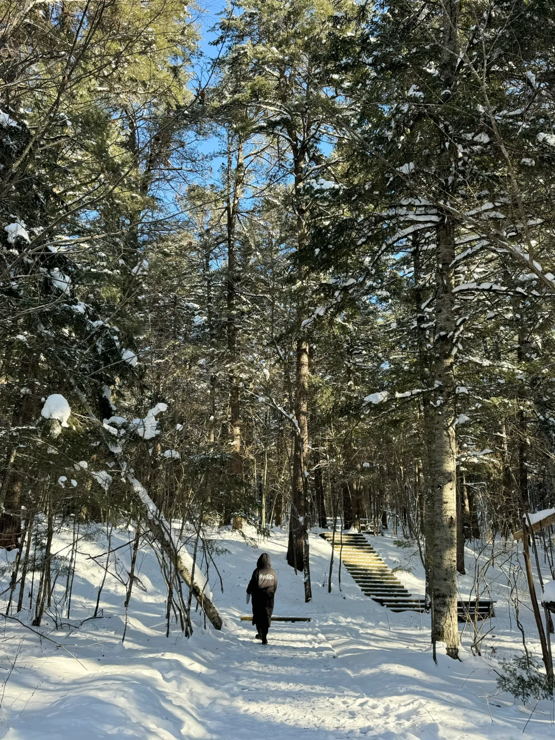 冬日反向旅游!闯入伊春的冰雪童话森林