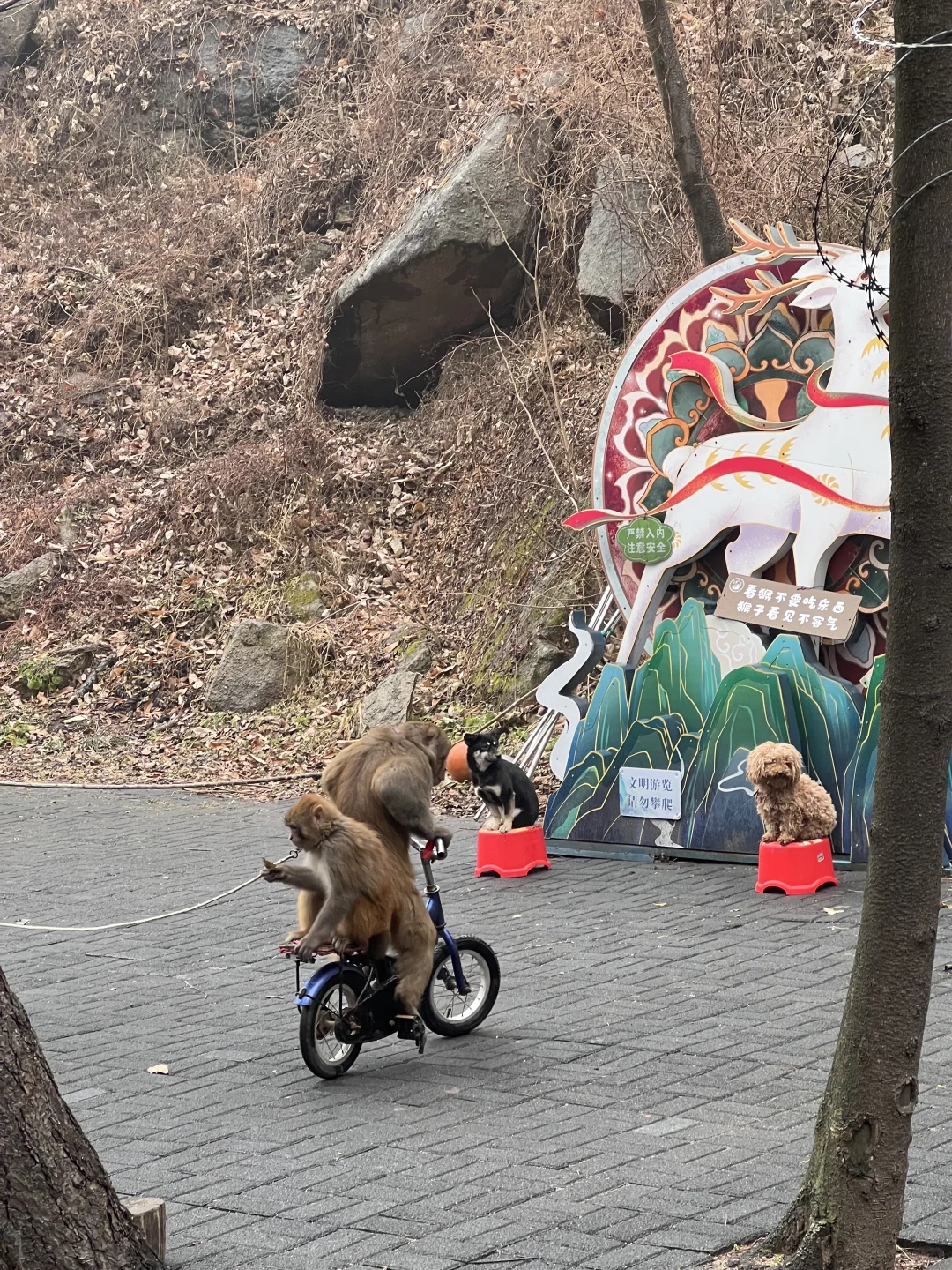 洛阳过年有地方去啦‼️猴戏表演欢笑连连