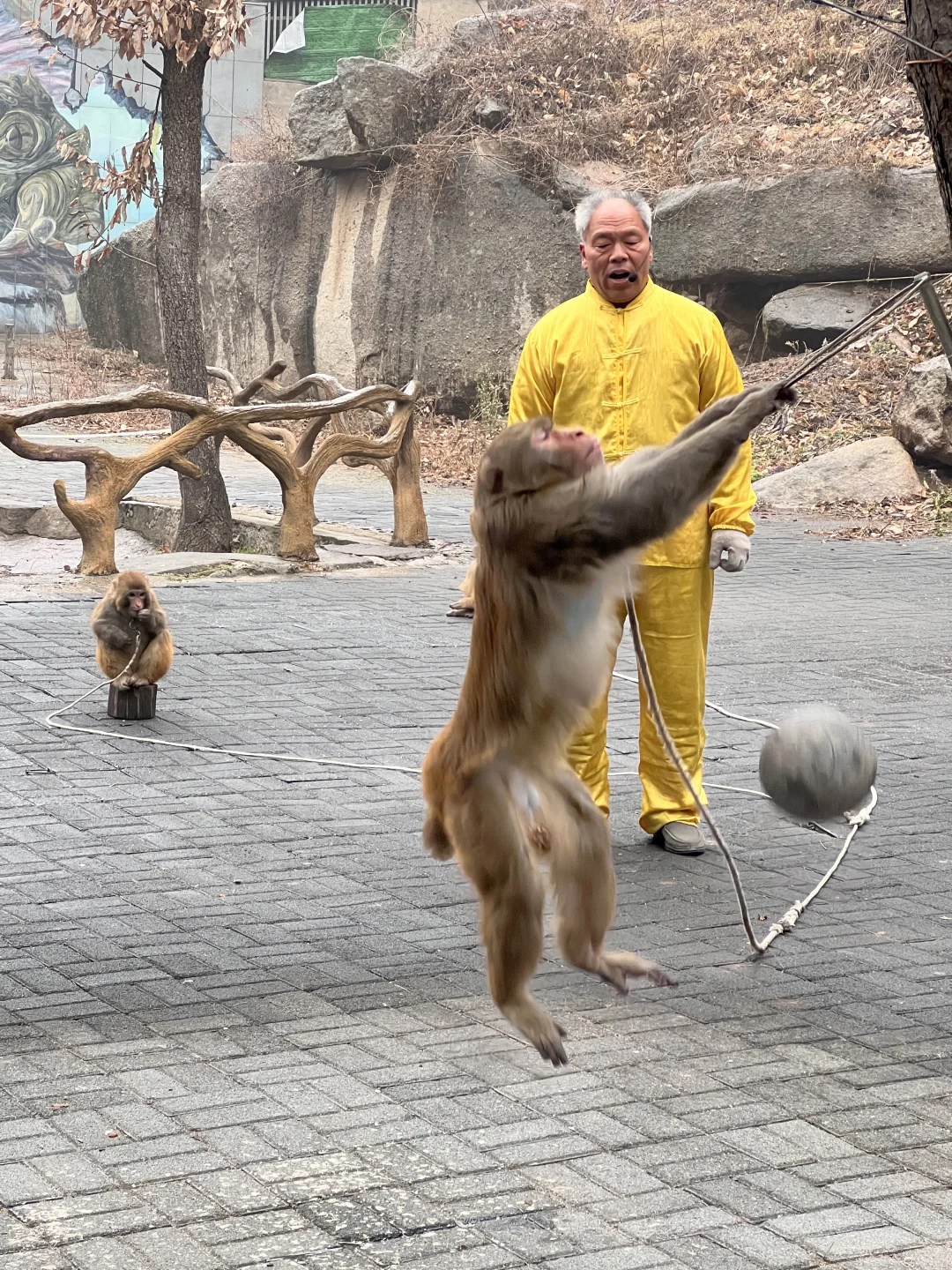 洛阳过年有地方去啦‼️猴戏表演欢笑连连