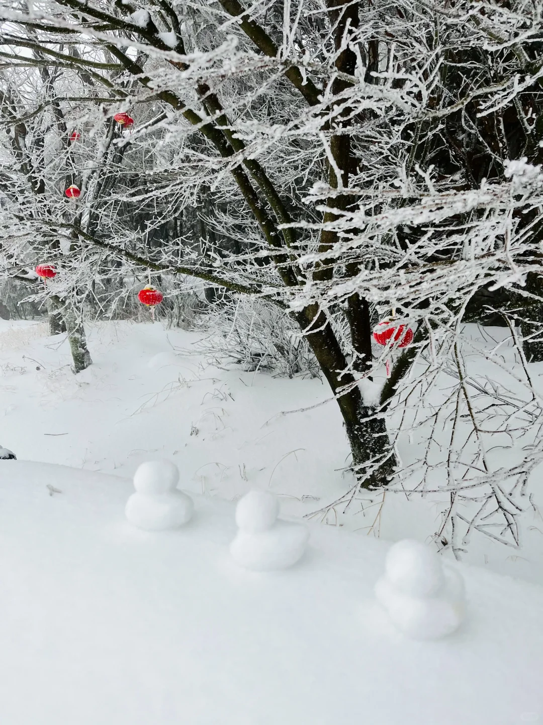 01.26庐山实况|今天下大雪啦|白雪皑皑!!!