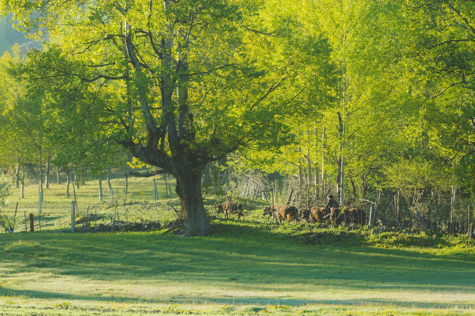 real China! Chinese outdoor life