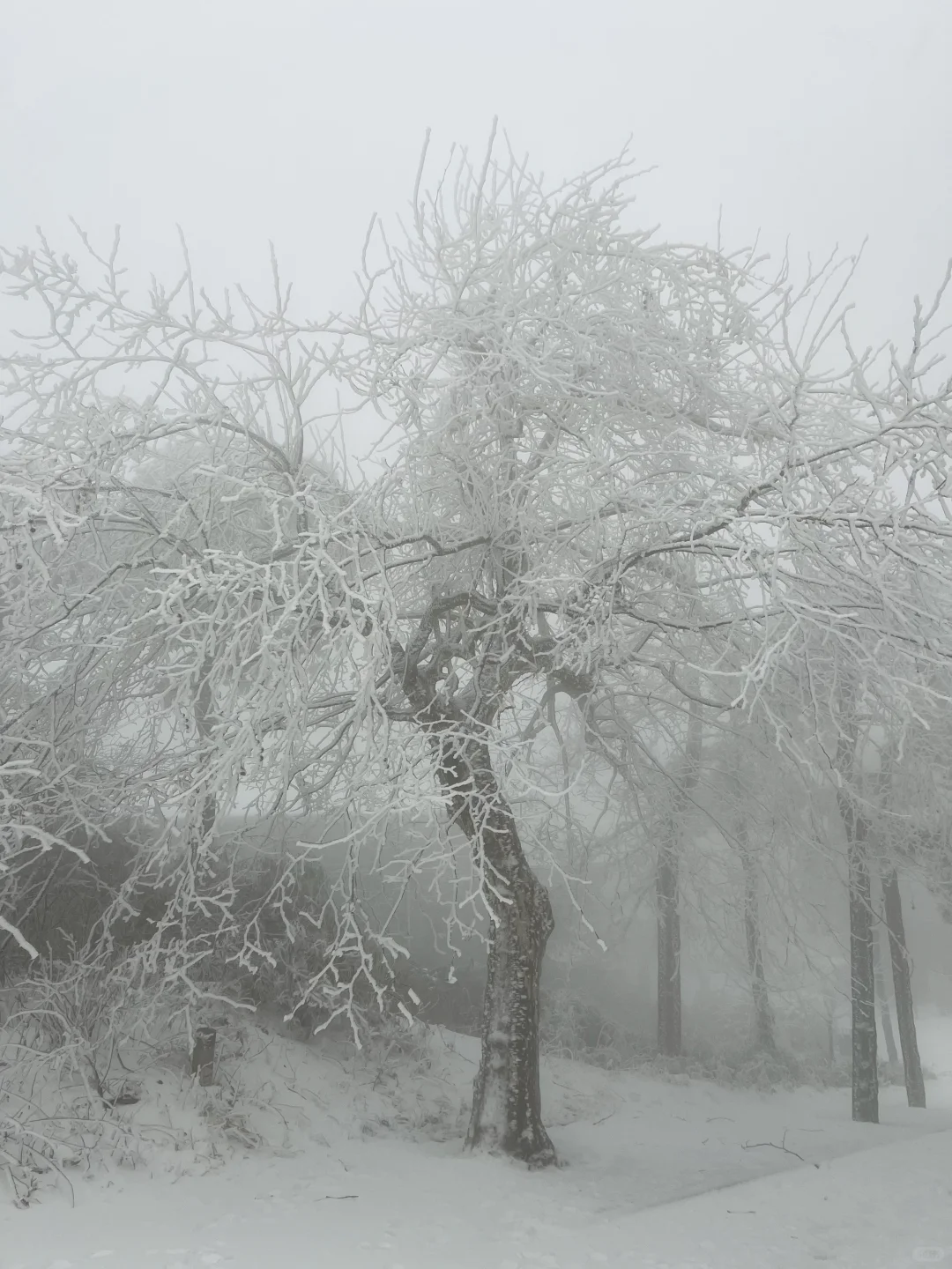 01.26庐山实况|今天下大雪啦|白雪皑皑!!!