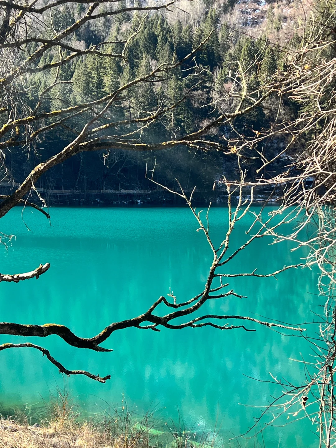 1.21📍九寨沟live实况❗️真心建议➕避雷攻略